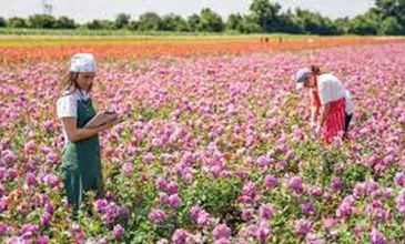 29-31 MAYIS 2026 ISPARTA GÜLLER ZAMANI TURU 1.ARAÇ